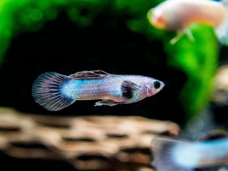 Gambar Jenis Ikan Guppy Import - Ikan Guppy Import Guppy Panda / PD