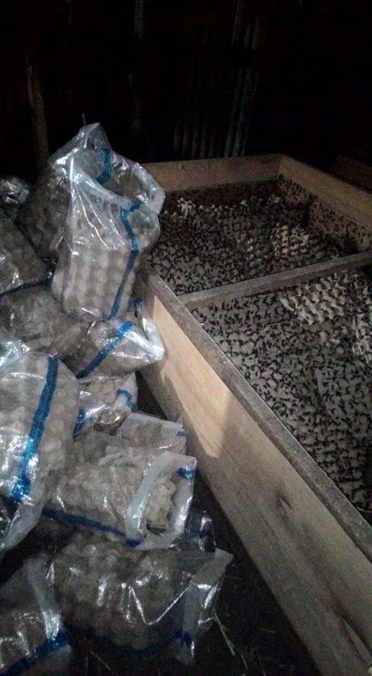 Umur JANGKRIK SIAP PANEN dan siap untuk dijual ke KIOS BURUNG
