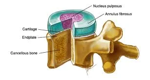 normal lumbar disc and vertebrae