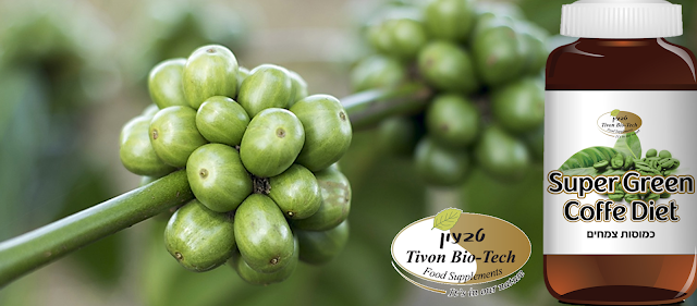 פולים שלמים של קפה על העץ