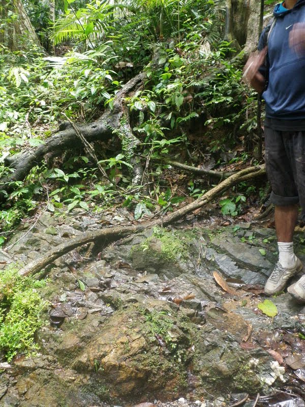 Unschooling Homeschool Explore Wet Salt Lick at Jenut Papan, Royal