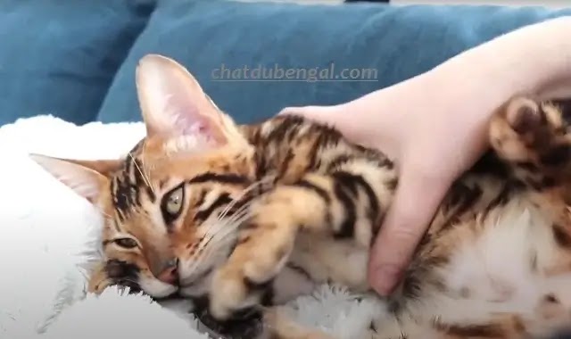 Les Chats du Bengal Grattent-Ils?