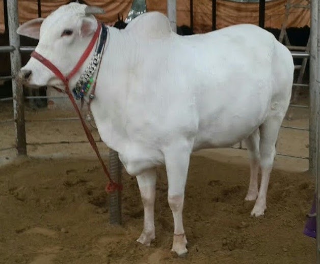 Benefits of Indian Cow Milk Swami Dayanand Naturopathy Hospital