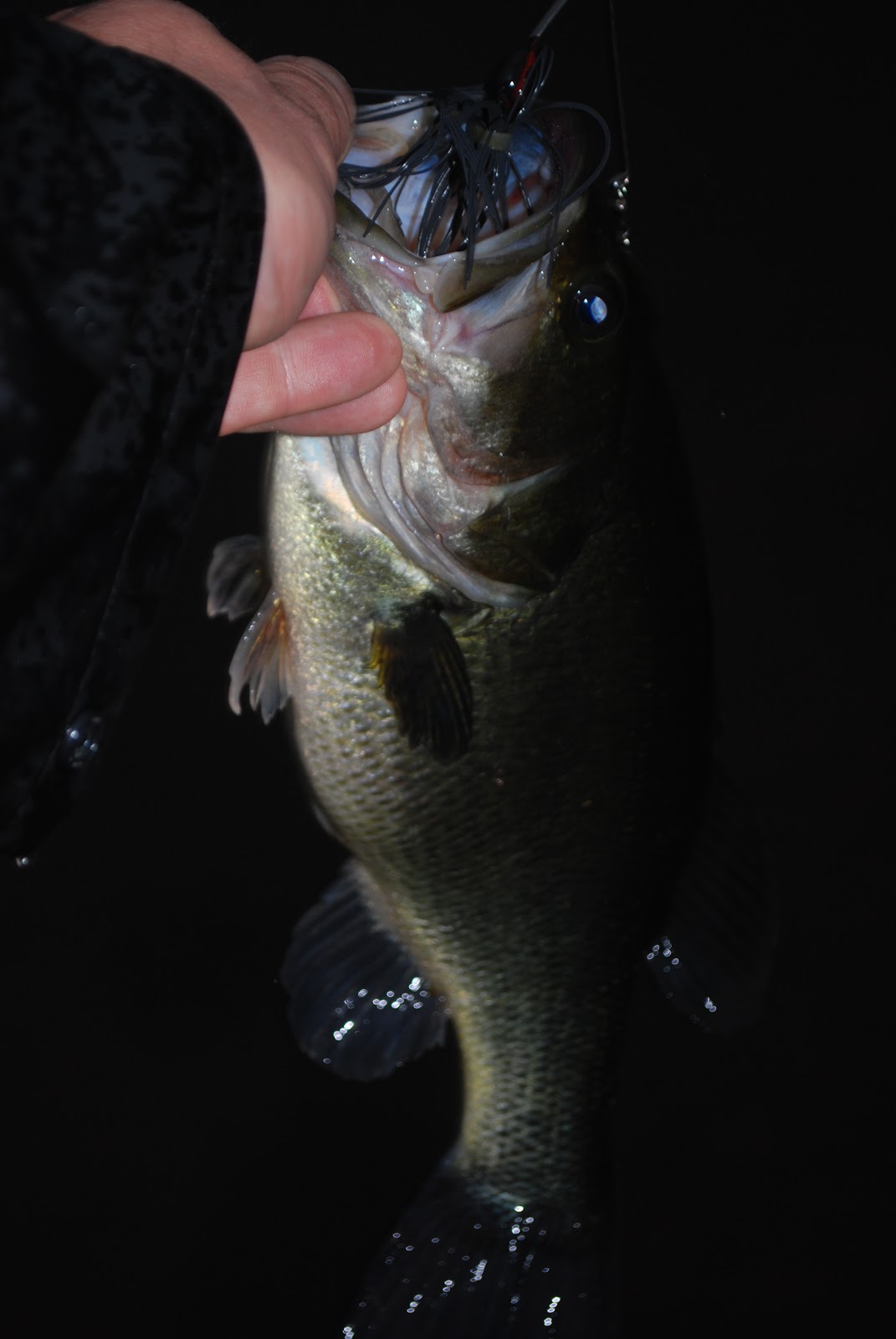 Litton's Fishing Lines Largemouth Bass Striking Spinnerbaits with Gusto!