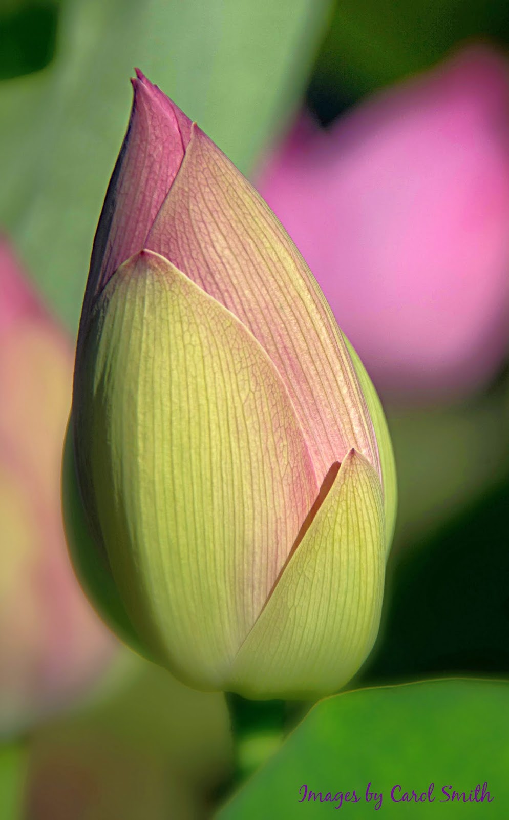 Carol's View Of New England Lotus Buds