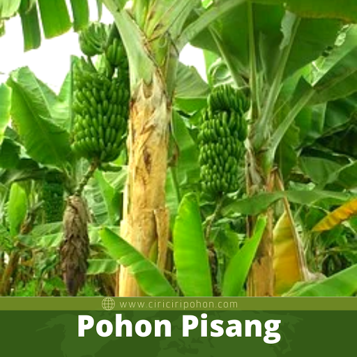 Pohon Pisang