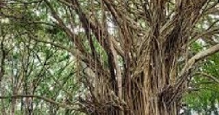 Banyan tree roots image