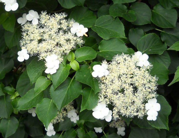 Hydrangea petiolaris care and culture Travaldo's blog