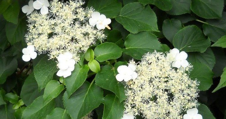 Hydrangea Kawakamii Care And Culture Travaldo S Blog