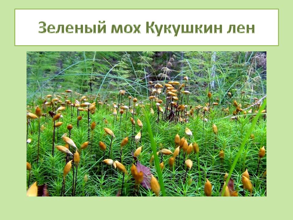 Презентация к уроку по биологии 7 класс - Лабораторная работа Изучение внешнего 