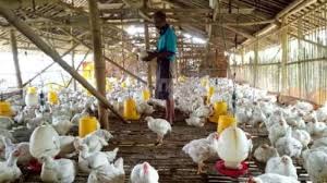 23+ 100 Gram Ayam Berapa Potong Background