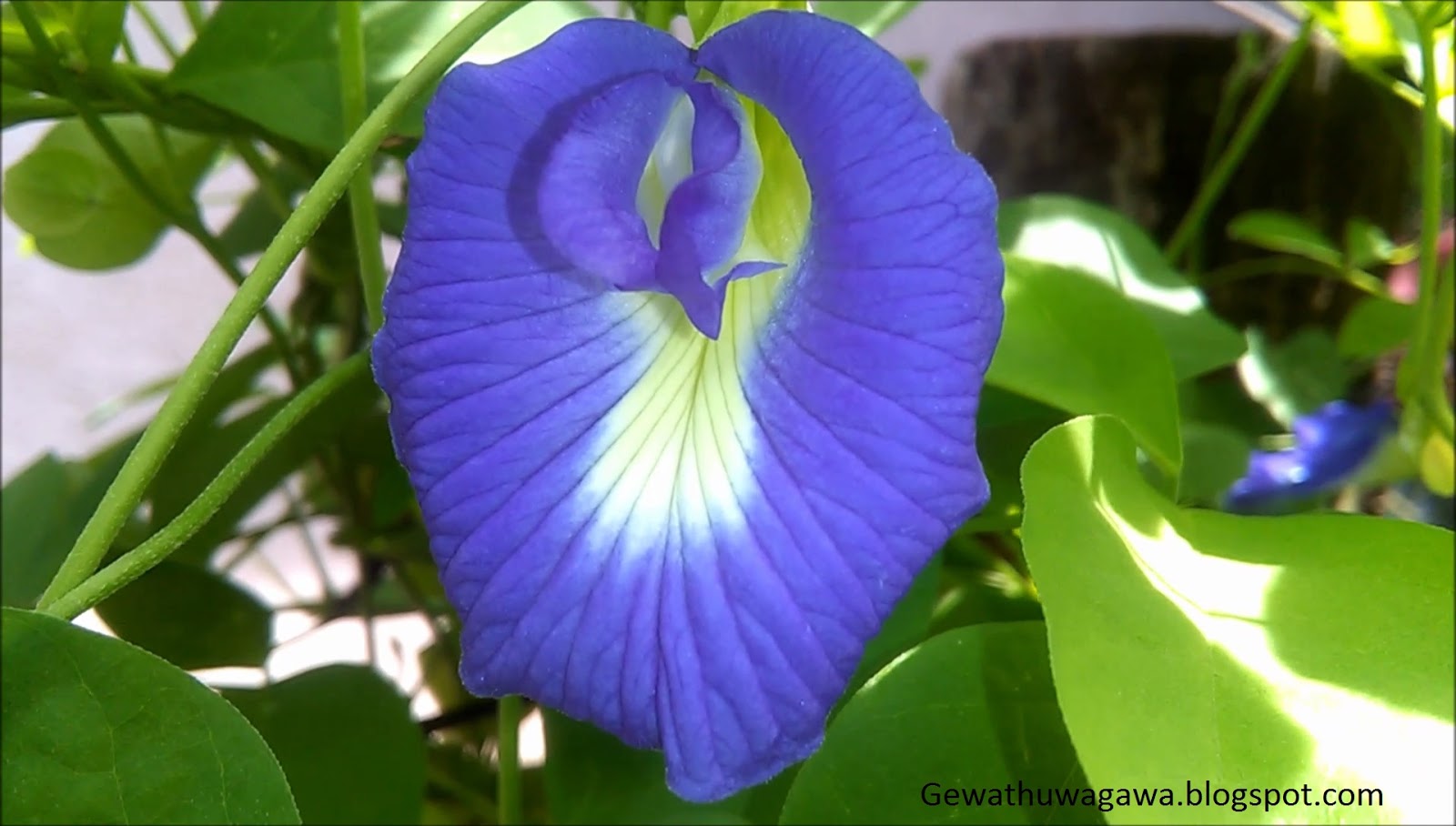 How to Cultivate Butterfly Pea Flower Plants