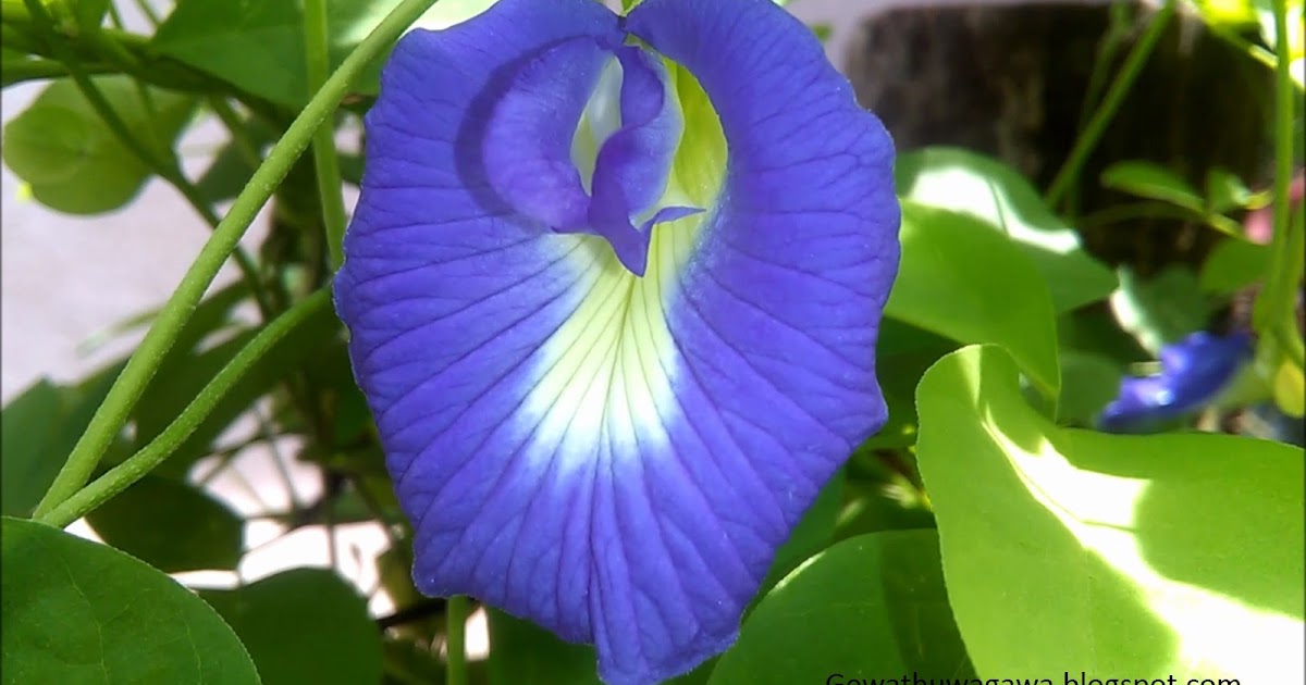 How to Cultivate Butterfly Pea Flower Plants