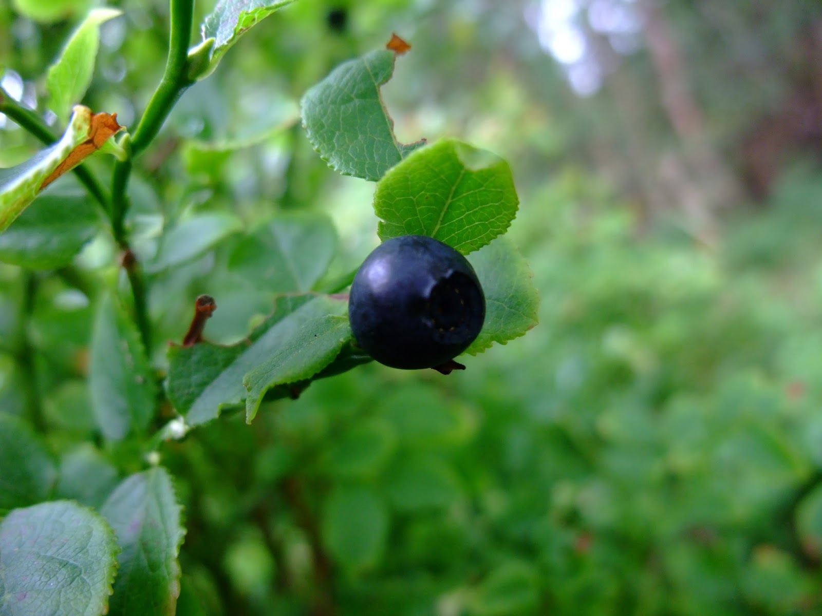 HERBAL PICNIC BILBERRY