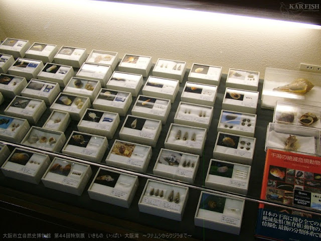 クジラ目:その正体、特徴、種類、例