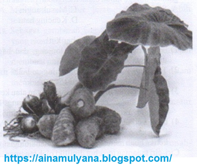 42+ Soal Prakarya Kelas 7 2021 2022 2023 PNG