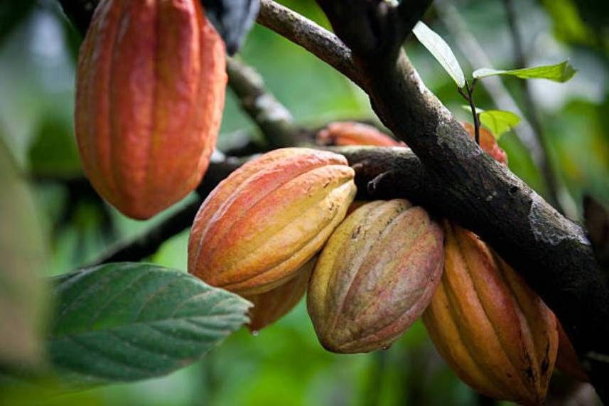 Fruits in the World Cacao Fruit