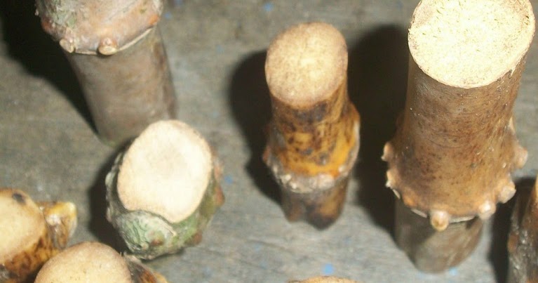 Jenisjenis Bambu Bertuah Beserta Kegunaannya Primbon