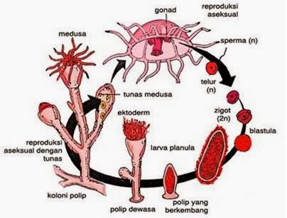 Metagenesis Tumbuhan Paku Lumut Berbiji dan Hewan  