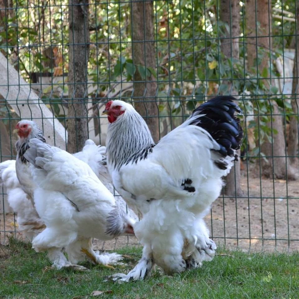 Top 10 Brahma Chicken Coop Plans Ideas Chicken Galleri