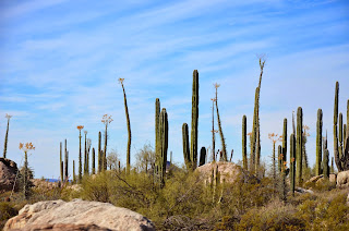 Cactus grown everywhere