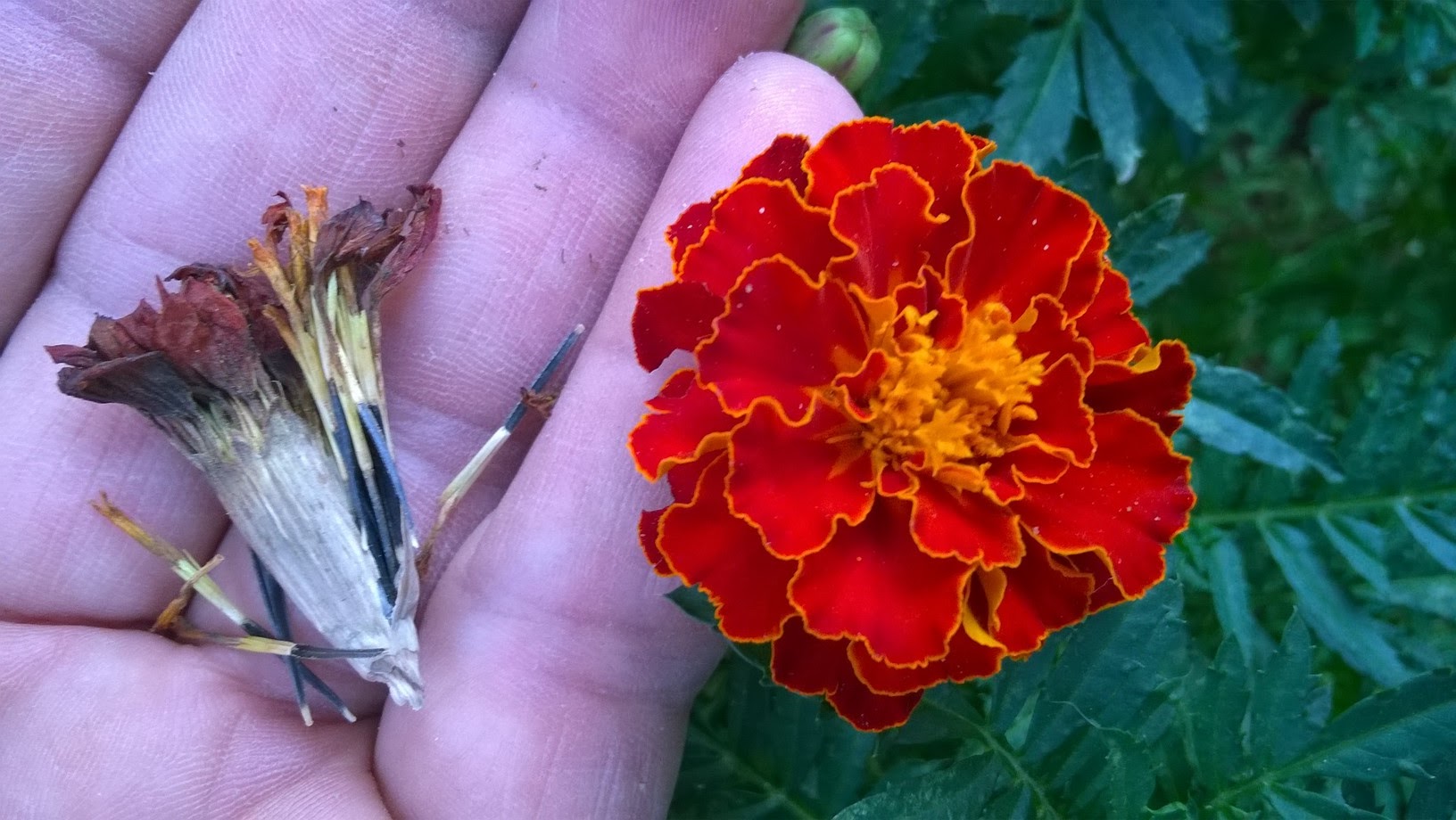 To get a jump on the season i recommend starting your marigold seeds indoors  They are low maintenance, fast growing, repel pests, and they will provide you with bright, continuous color until the fall frost.