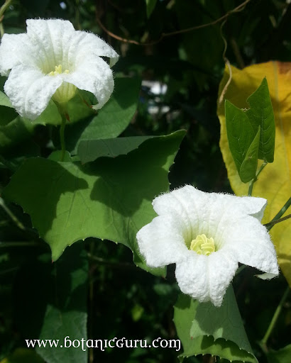 Coccinia grandis, Ivy Gourd flowers