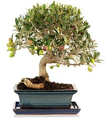 El bonsái es el arte japonés de recrear la naturaleza en miniatura