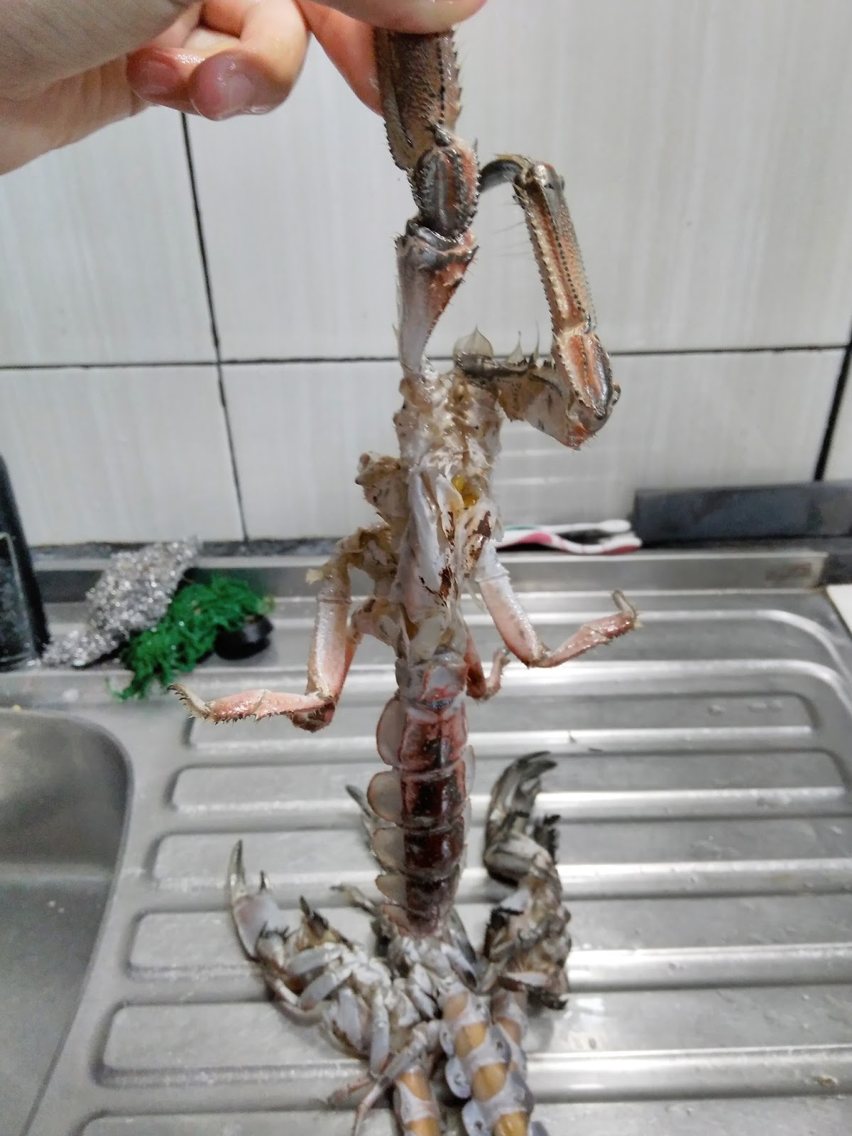 Sekardhita Mencicipi Rama Rama Kuliner Setengah Udang Setengah