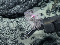 New coral species discovered on seabed.