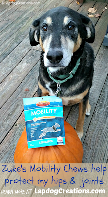 Senior rescue dog with pumpkin and treats