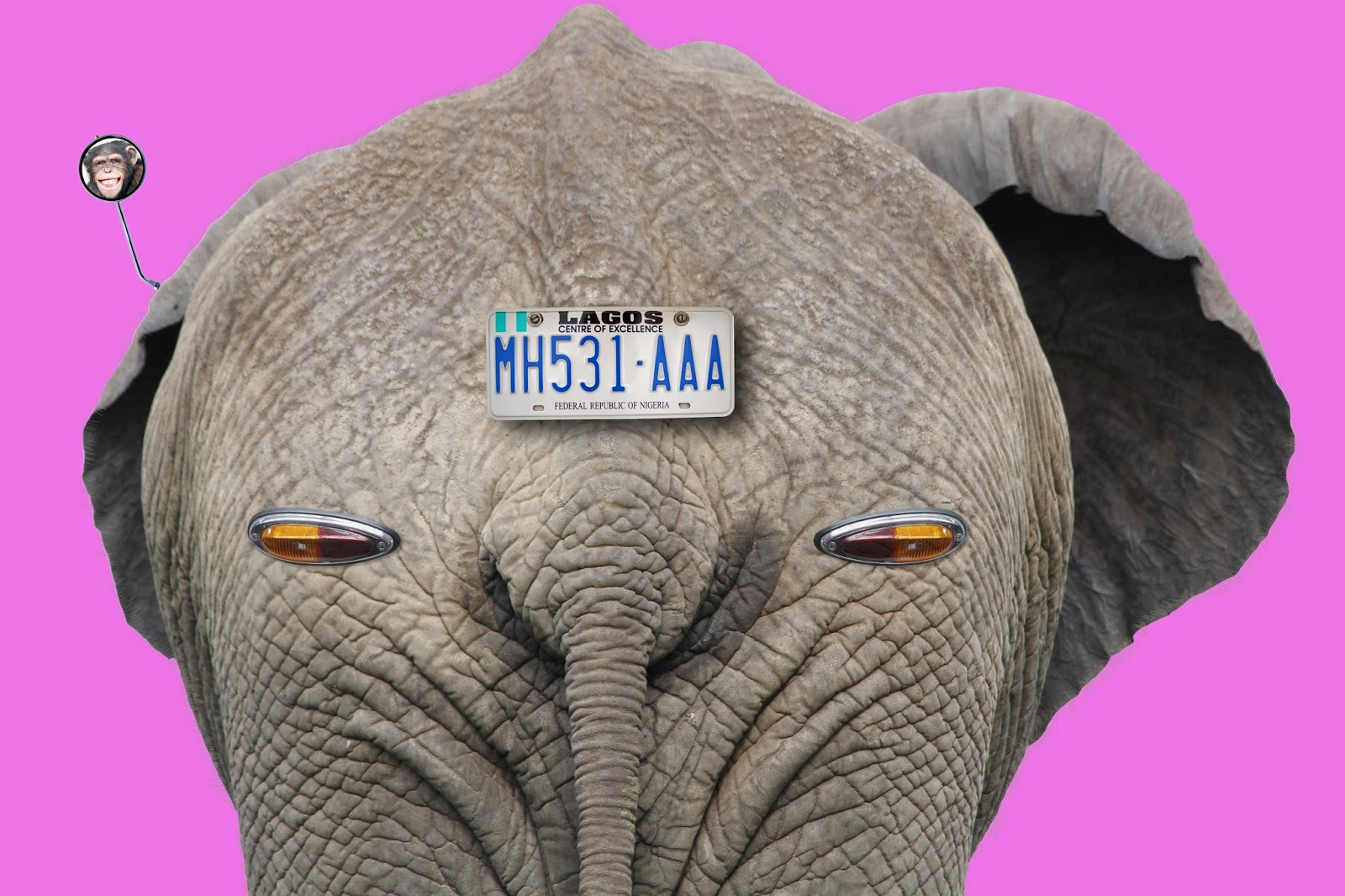 A funny picture of an elephants butt. A funny picture of an elephants butt.