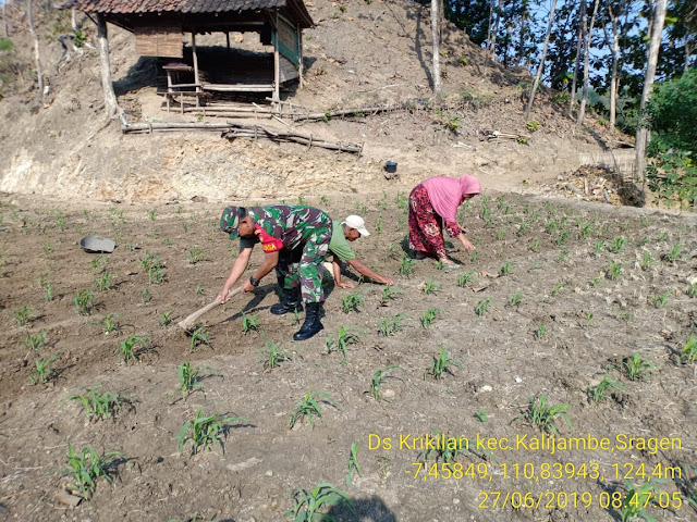 Babinsa Krikilan Bantu Pembersihan Rumput Di Areal Tanaman Jagung