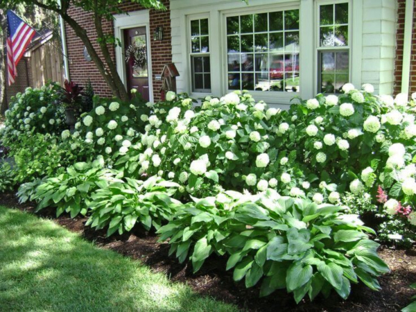 Landscaping And Garden Design Plan Hydrangea Boxwood Peonies