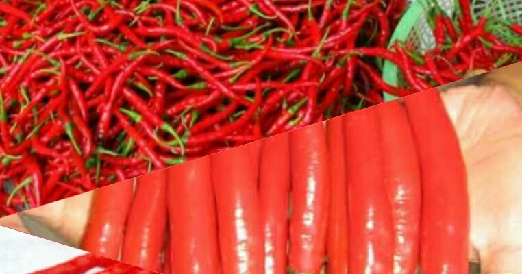 bibit cabe merah