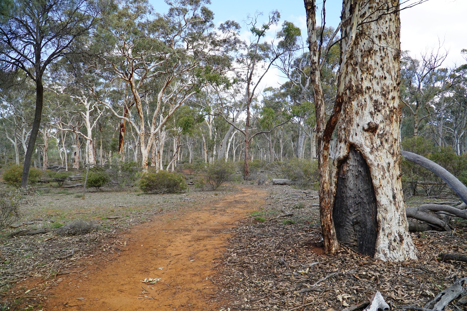 Ochre Trail (Dryandra Woodlands National Park) The Long Way's Better