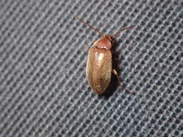Isomira melanophthalma Isomira melanophthalma