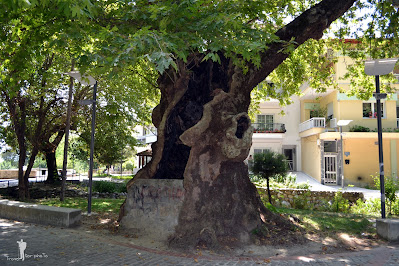 Un arbore vechi probabil de sute de ani