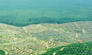 Deforestacion-Produccion de alimentos-biodiversidad