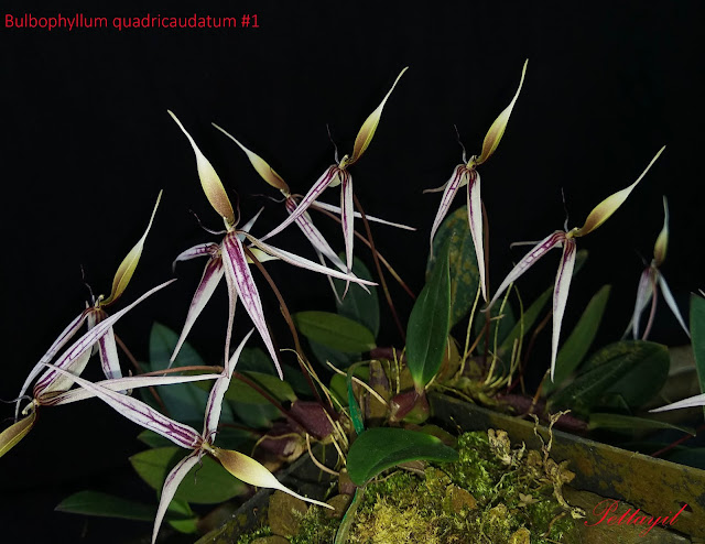 Bulbophyllum quadricaudatum