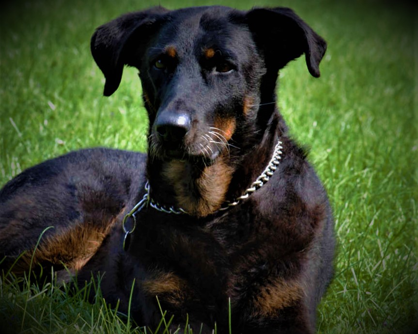 Beauceron Dog breed information, history, description, personality