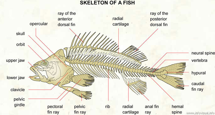 Nicholas Baker's Creative Studio For CGAA: Research on the Fish Anatomy