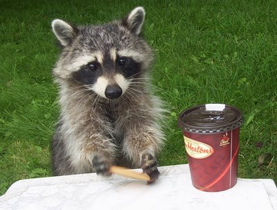 Re: Hablemos de... MAPACHES