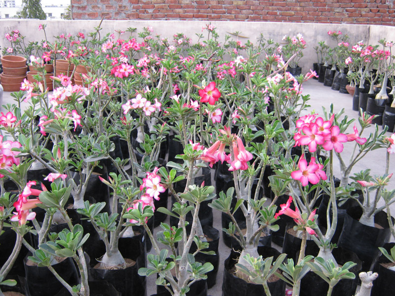 Jaipur Nursery / jaipur bonsai nursery / bonsai jaipur Bonsai Adenium