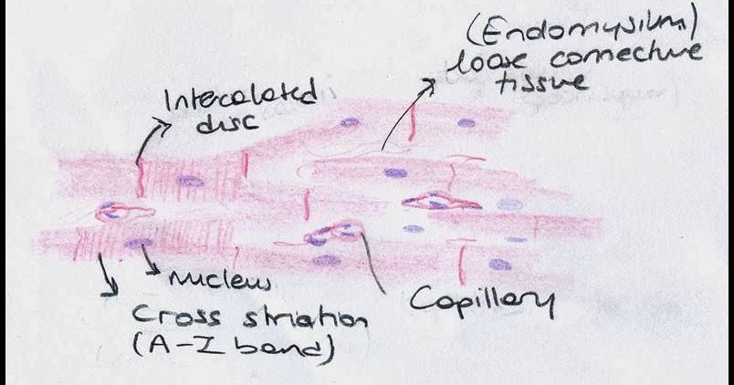 Histology Drawings: Muscle Tissue
