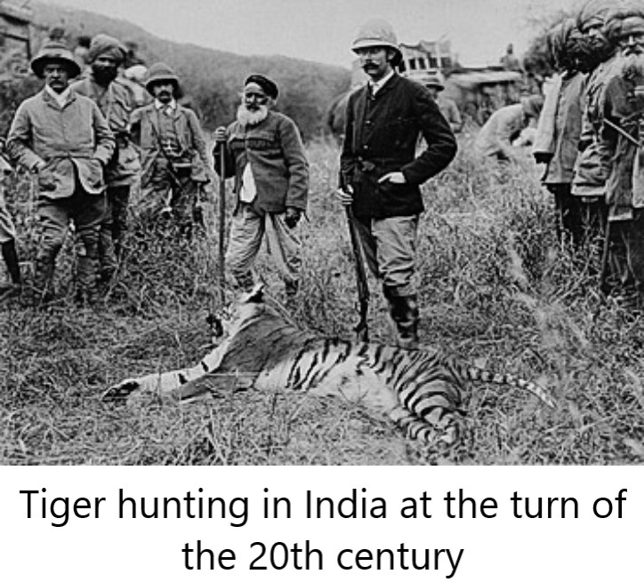 Тигр людоед. Джим Корбетт Чампаватская тигрица. Чампаватская тигрица людоед. Охота на тигра.