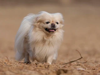 Pekingese كلب