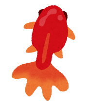 赤い金魚のイラスト
