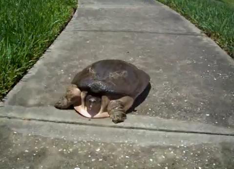 Our Wiki World: The Fastest Turtle In The World