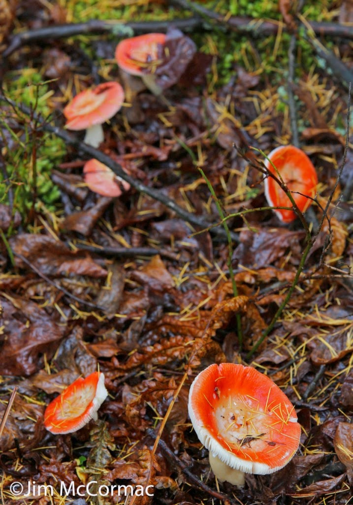 Ohio Birds and Biodiversity Beautiful mushrooms, ill consequences